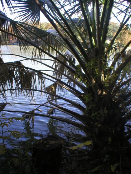 water through palm.JPG